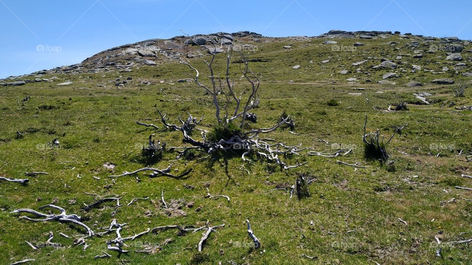 Dry bush with branches scattered on the ground in the mountain of herbs and stones