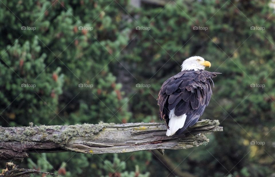 Bald Eagle