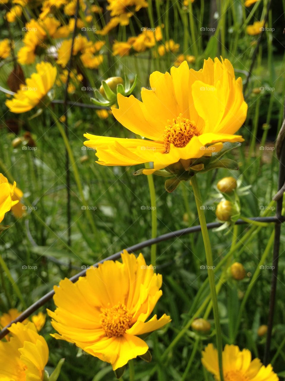Close-up of yellow Flowers