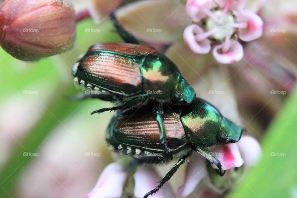 June Bug Mates