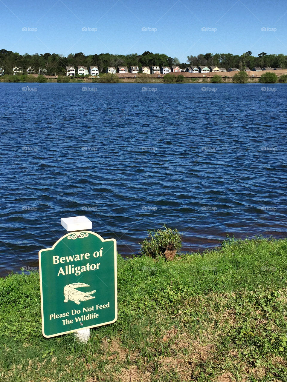 Warning sign near a pond. Beware of alligators.