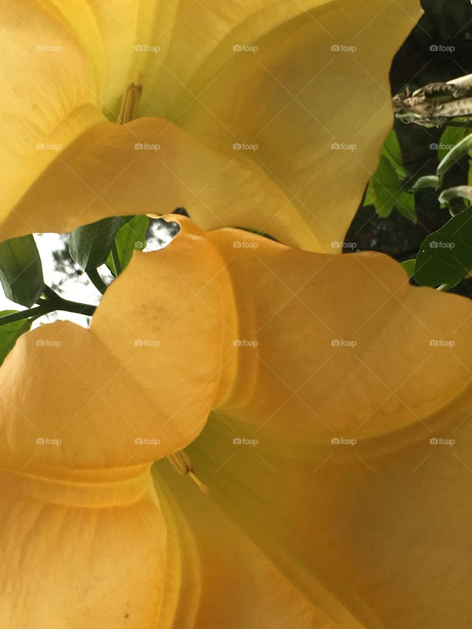 Yellow trumpets