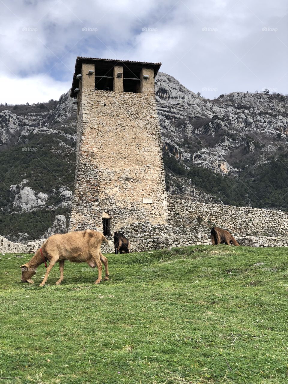 Goat, castle, grass castle mountain bio food Fortress 