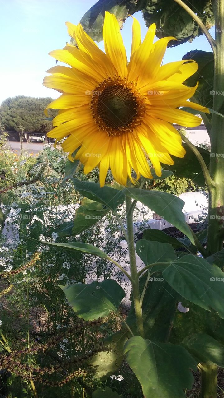 sunflower