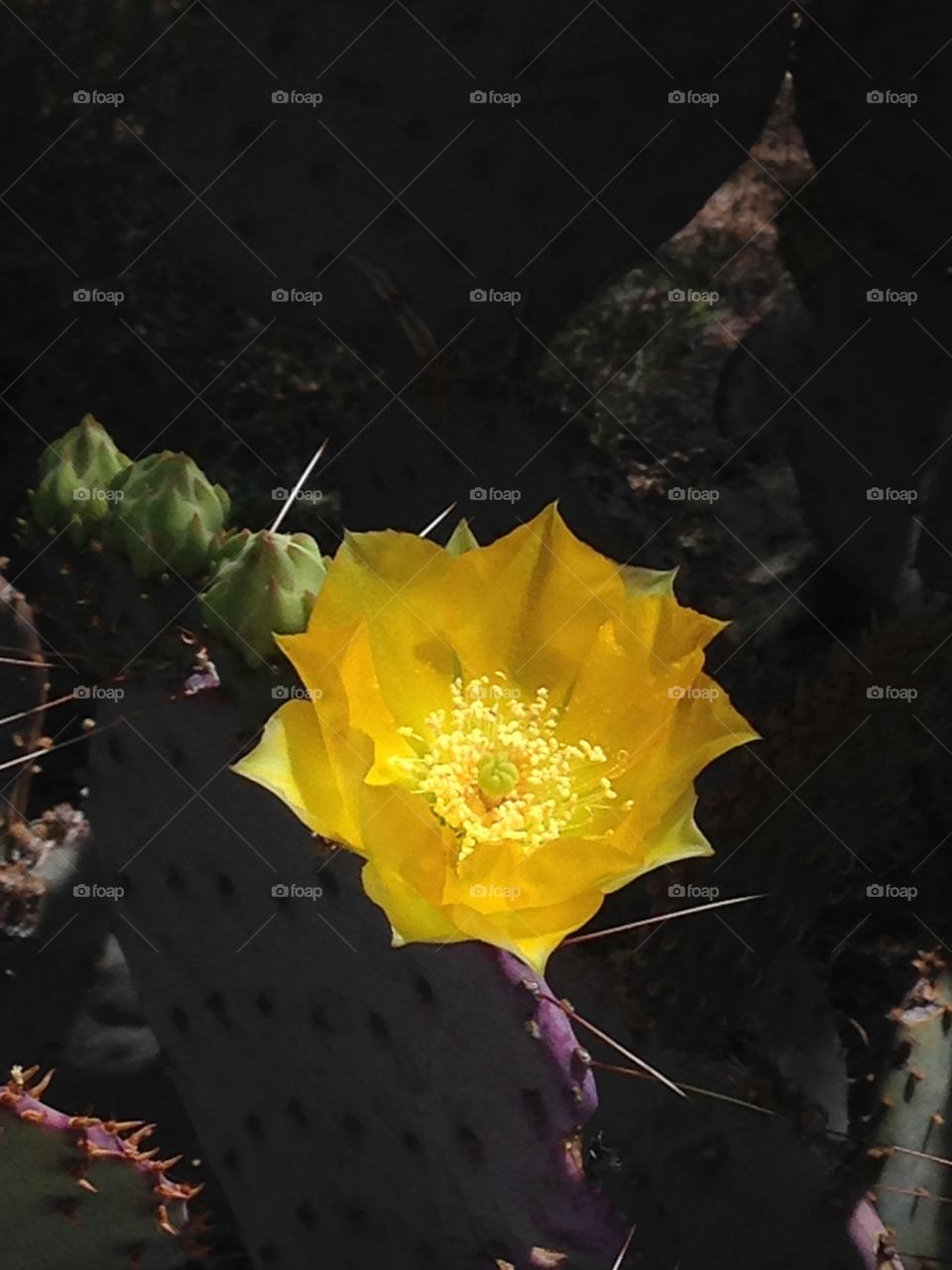 Desert blossom. Cactus flower