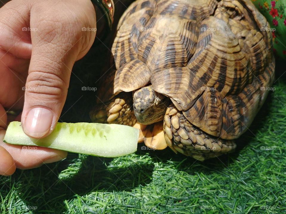 turtles 🐢 🐢 🐢