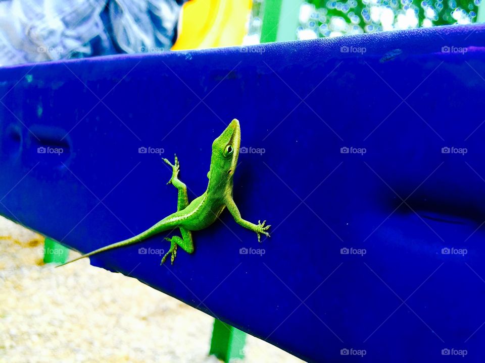 Playing at the playground . Green lizard playing at the playground 