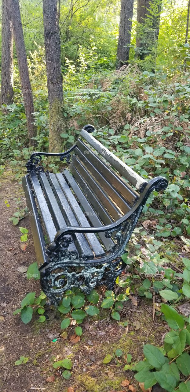 Have a seat, forest view