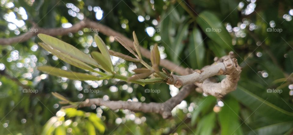 Change and growth in trees, Spring time
