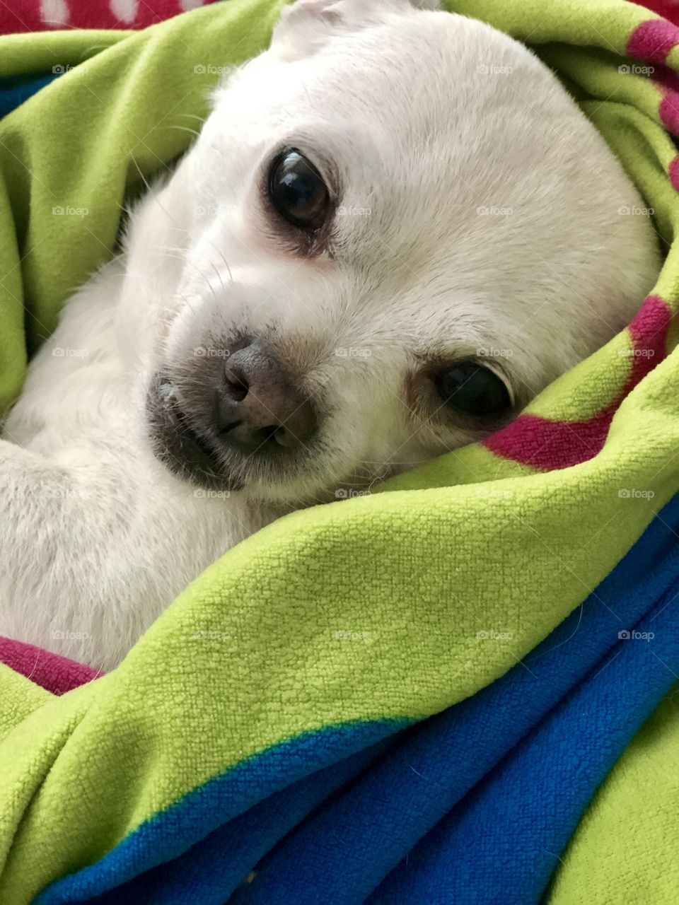 Fiona ( Chihuahua Pug ) and pure cuteness 
