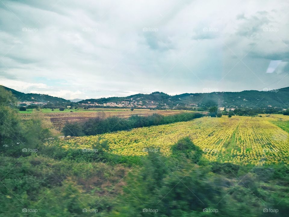 Field in Tuscany 