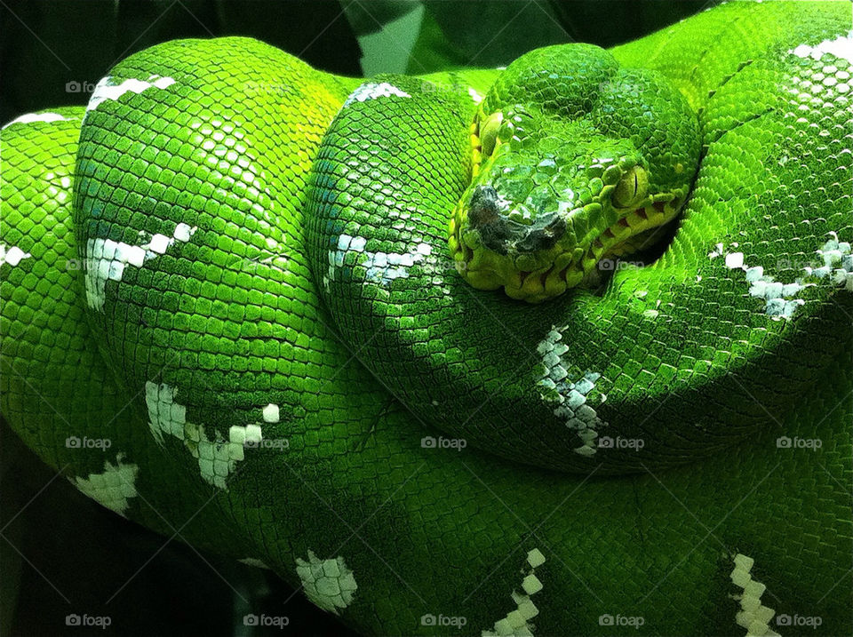 green tree snake boa by asa1212