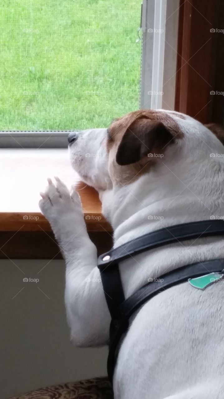 Jack Russell Terrier Waiting For Owner to Come Home
