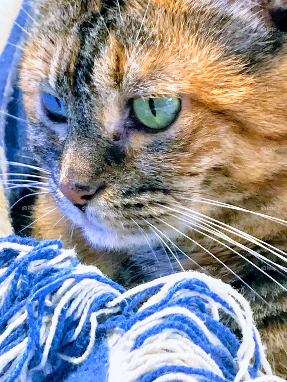 Cat stare