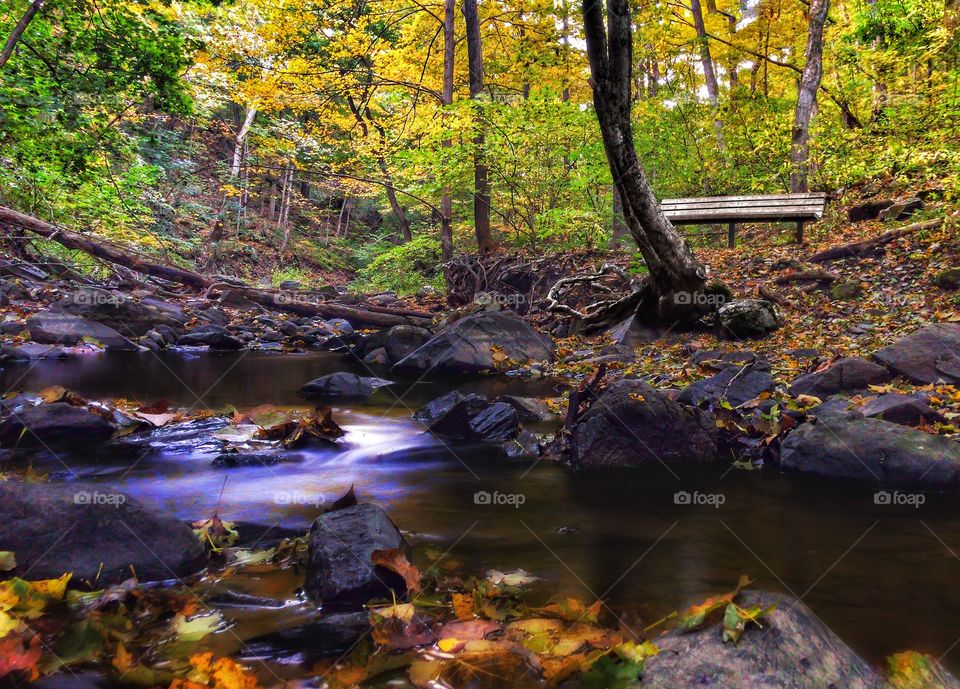 Fall, Water, Leaf, Wood, No Person