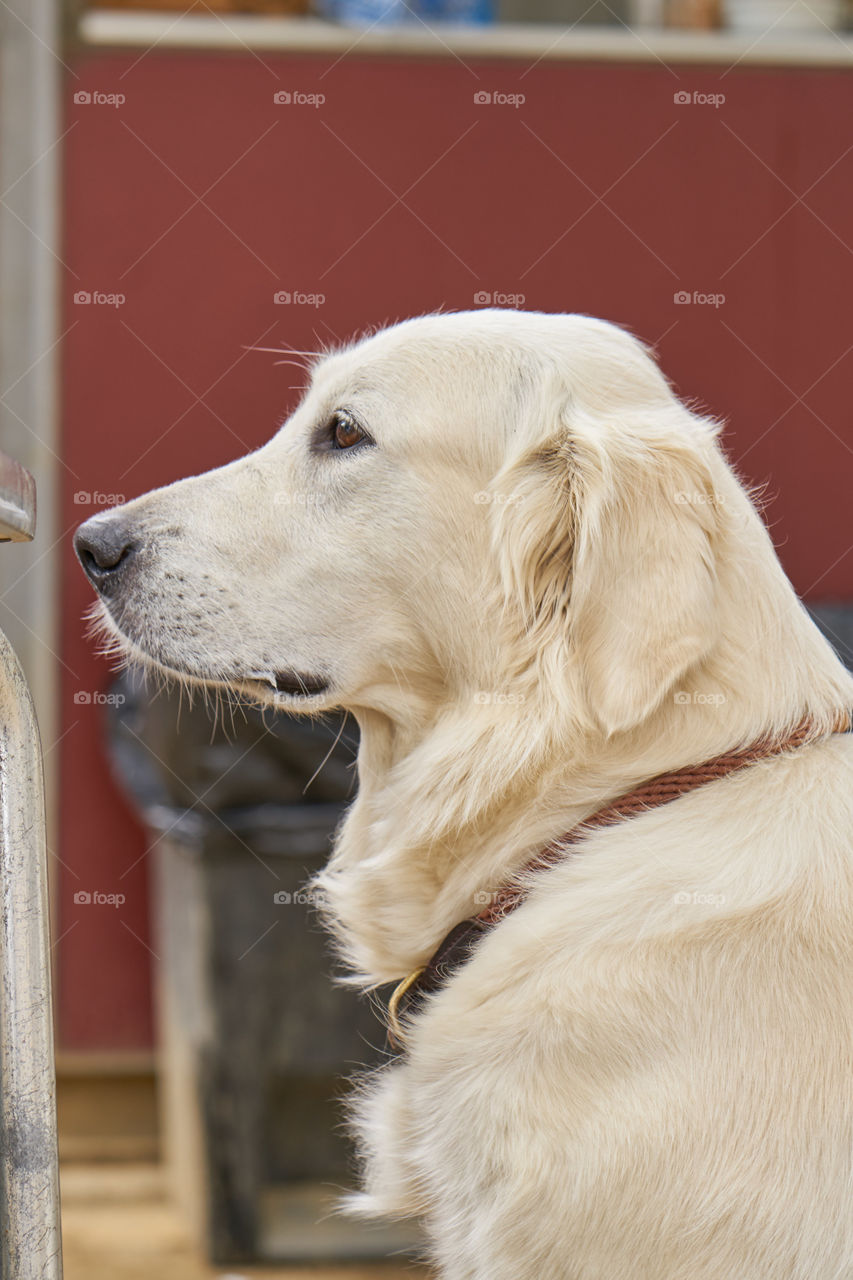 Golden Retriever portrait