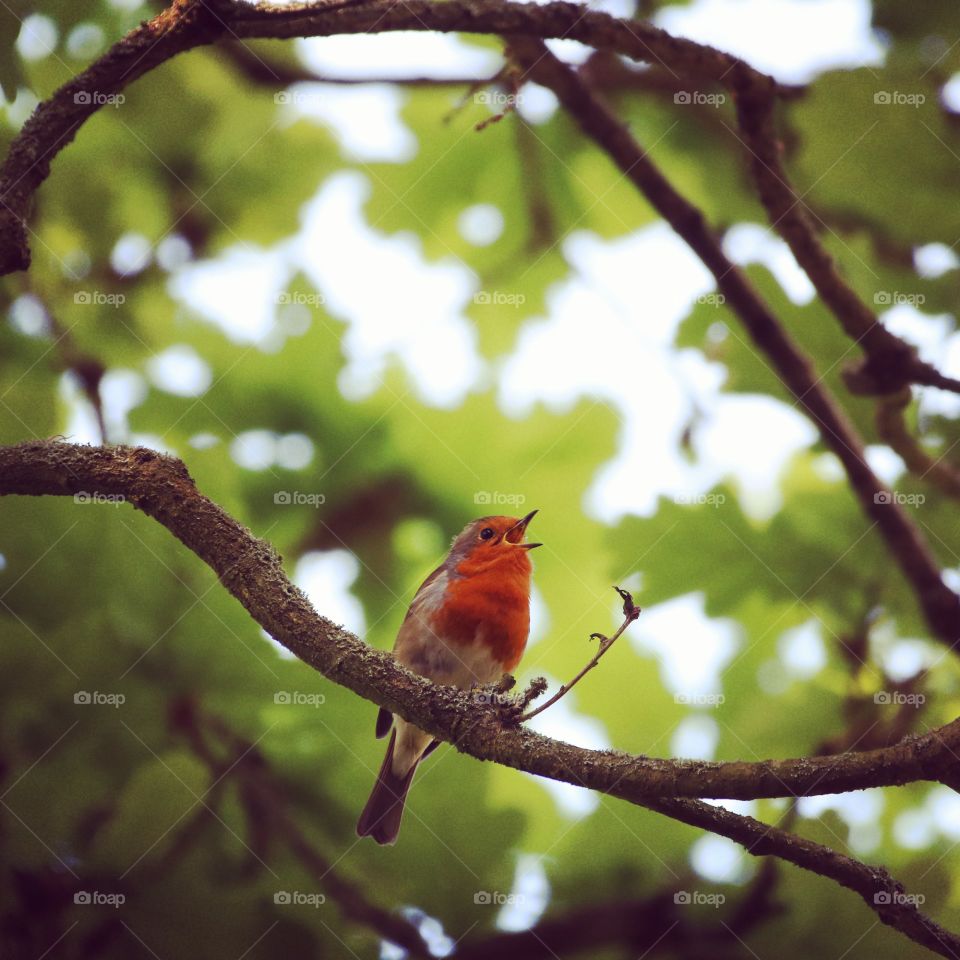 A lovely robin bird singing on a tree branch.