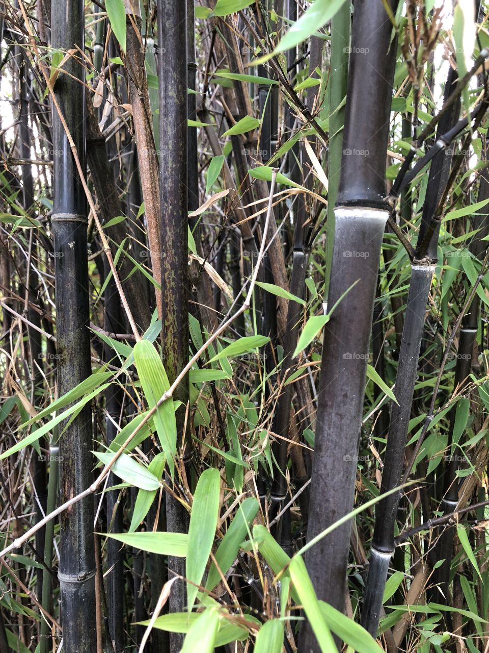 A bamboo forest 