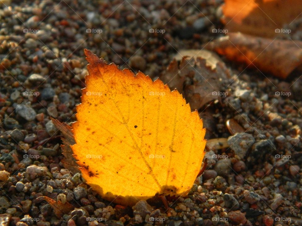 Autumn leaf