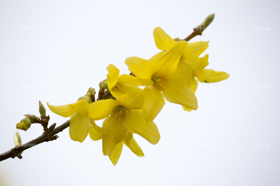 Forsythia yellow blooming branch close-up.
Närbild gula blommor gren 