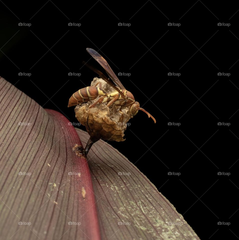 A paper wasp busy in making nest