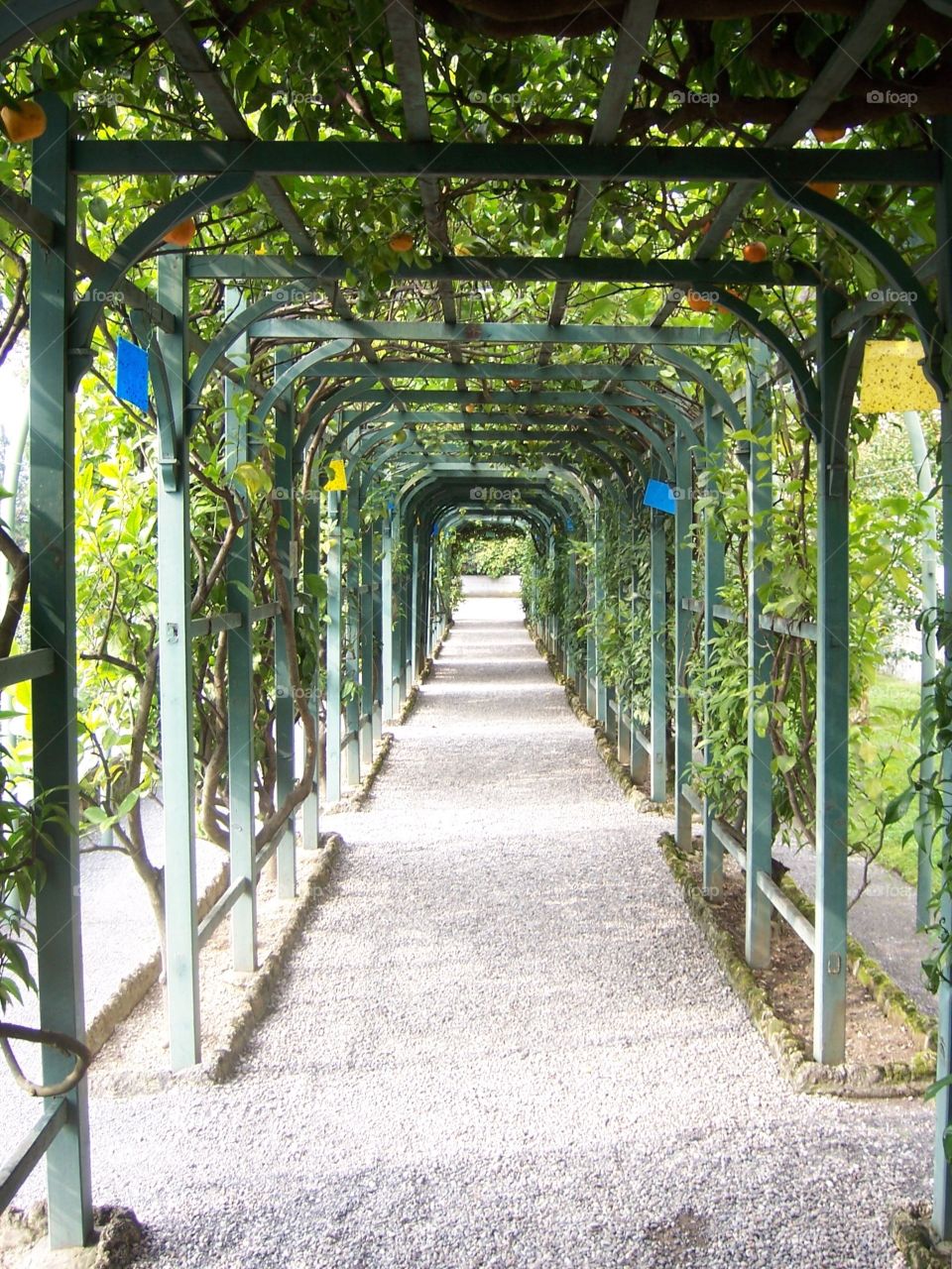 Fruit vines