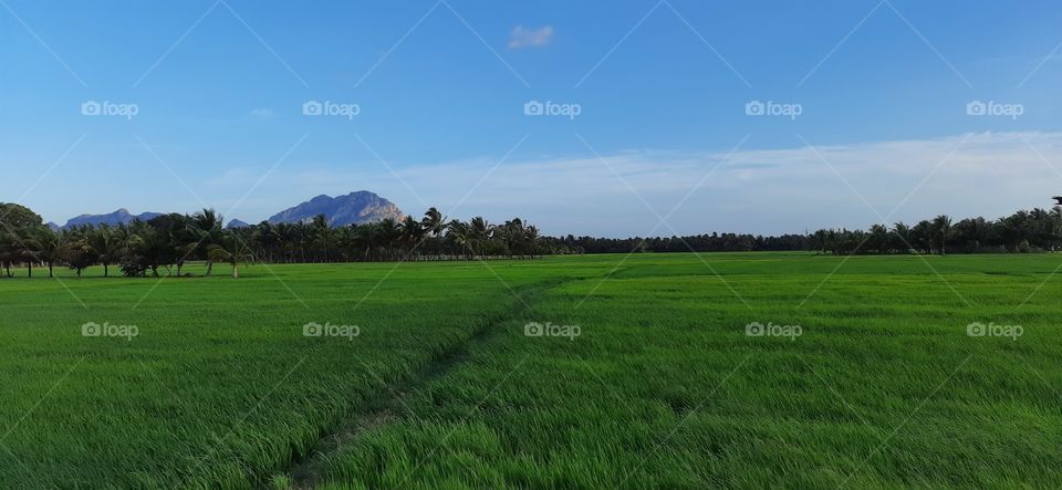 Green mat...Blue sky...
Such a beautyfull capture this evening while travelling towards forest country roads
