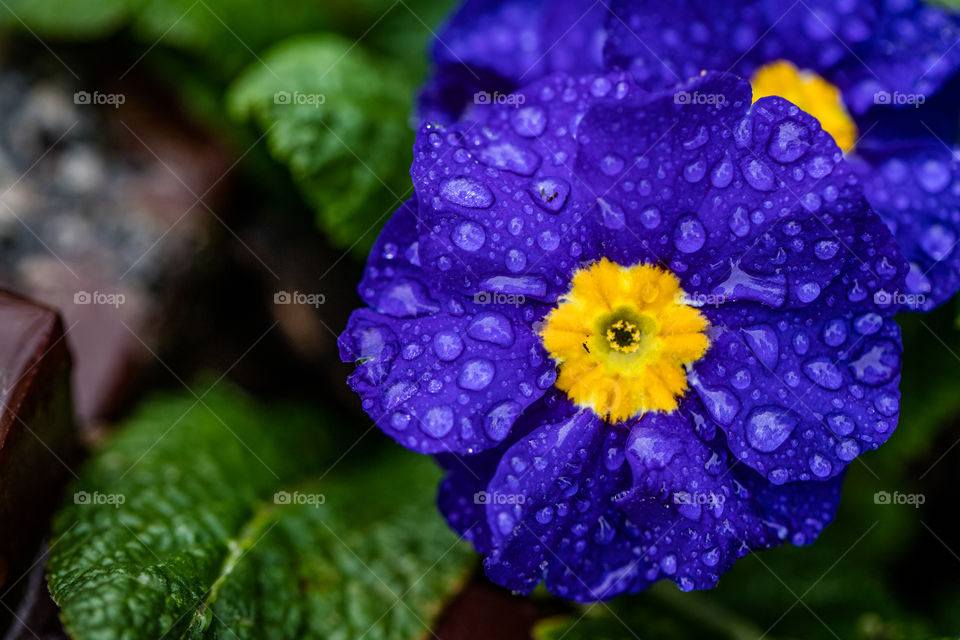 A deep violet flower after a British nights rain.