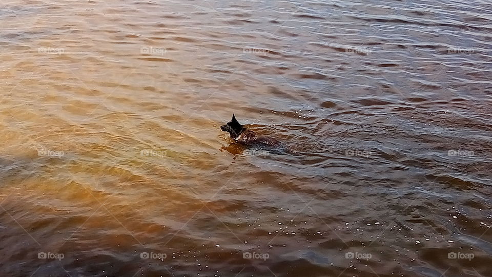 река.собаки.