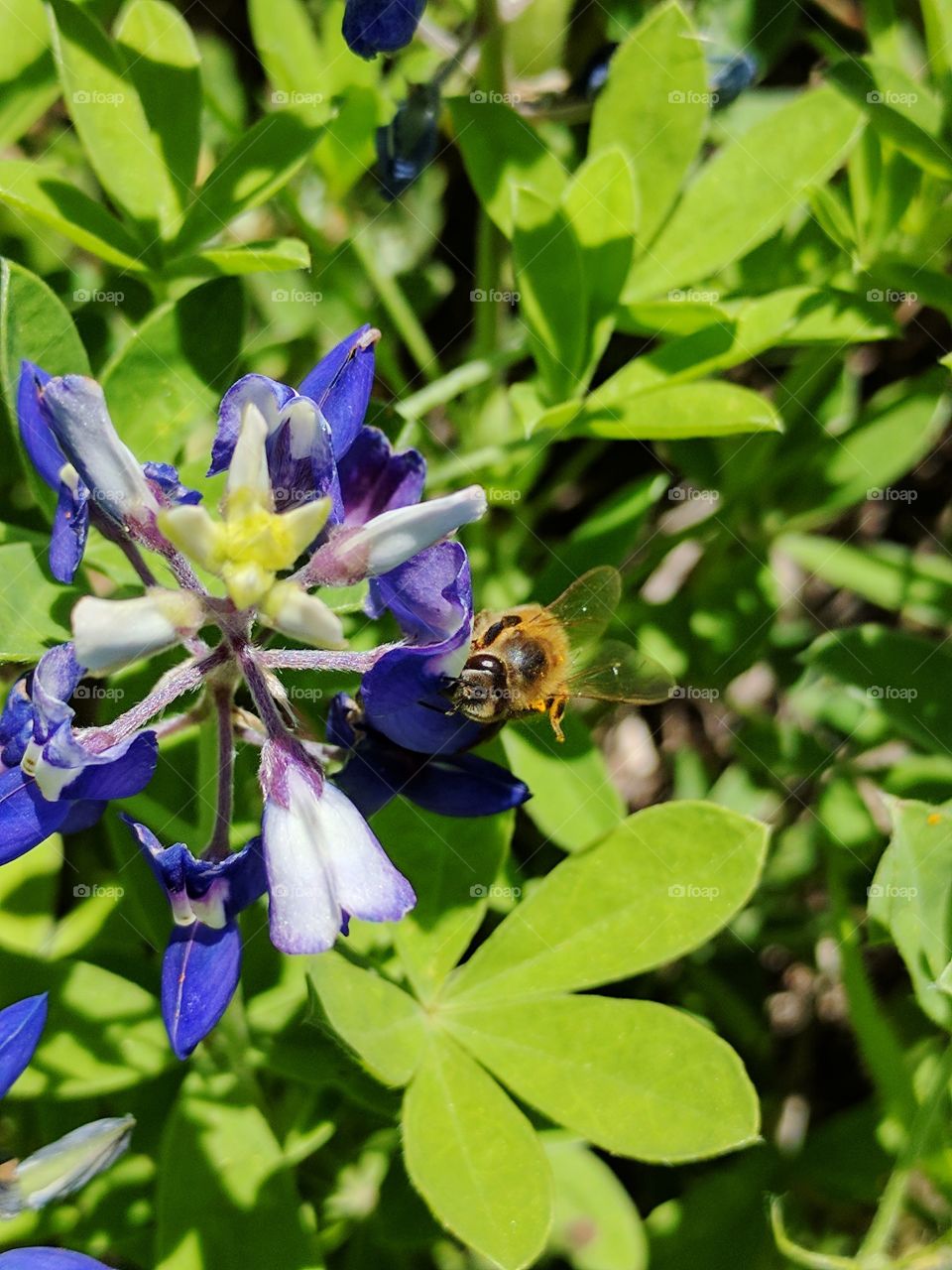 bee on a Bluebonnet