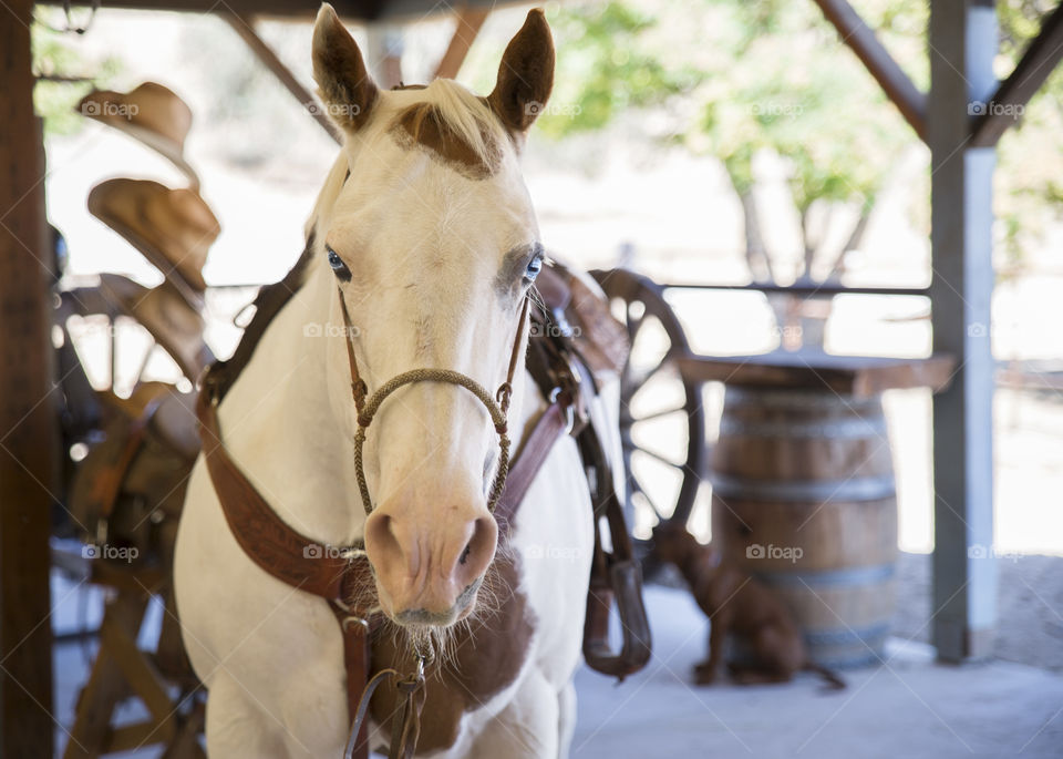 Sparkling Crystal white paint horse ready for reining.