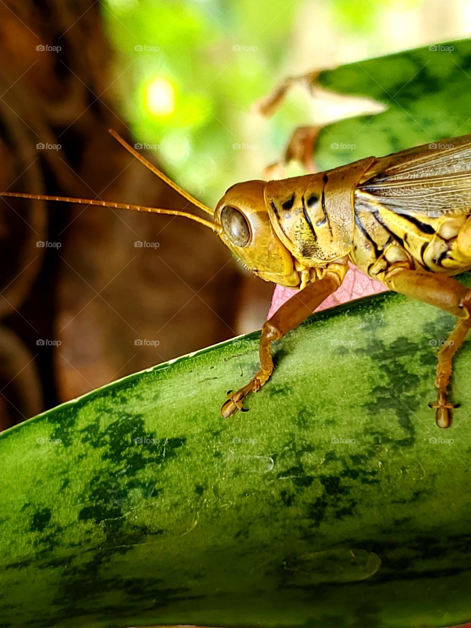 Golden grasshopper on a snake plant leaf