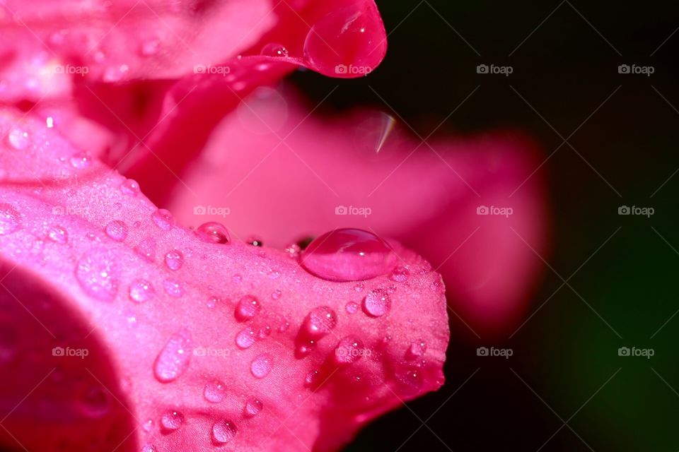Drops on petals 