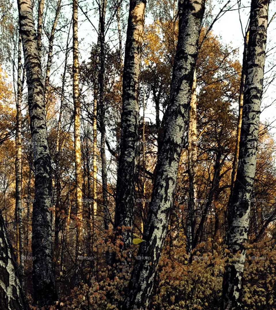 Birch
