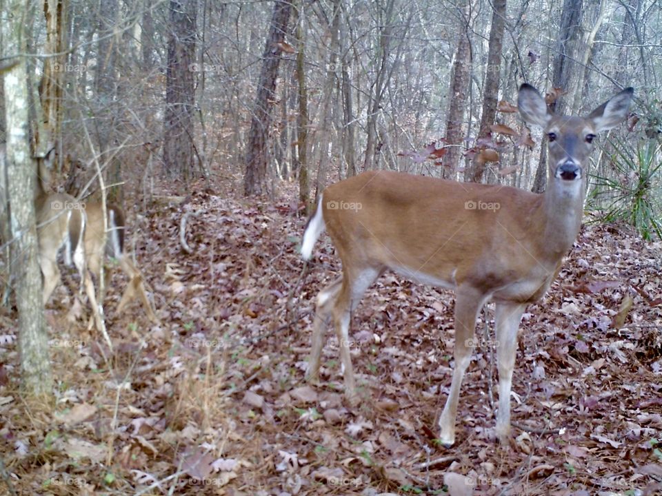 Doe and two fawns early morning in the woods