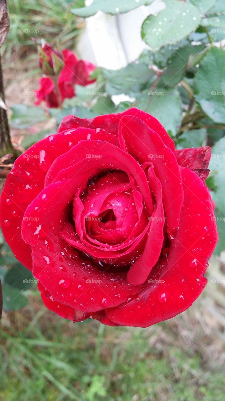 Rose, Flower, Nature, Love, Petal