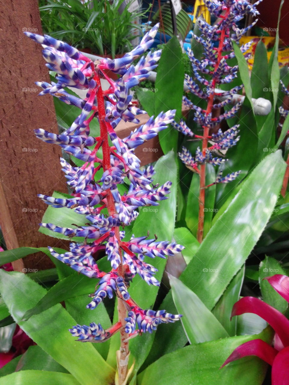 Bromeliad