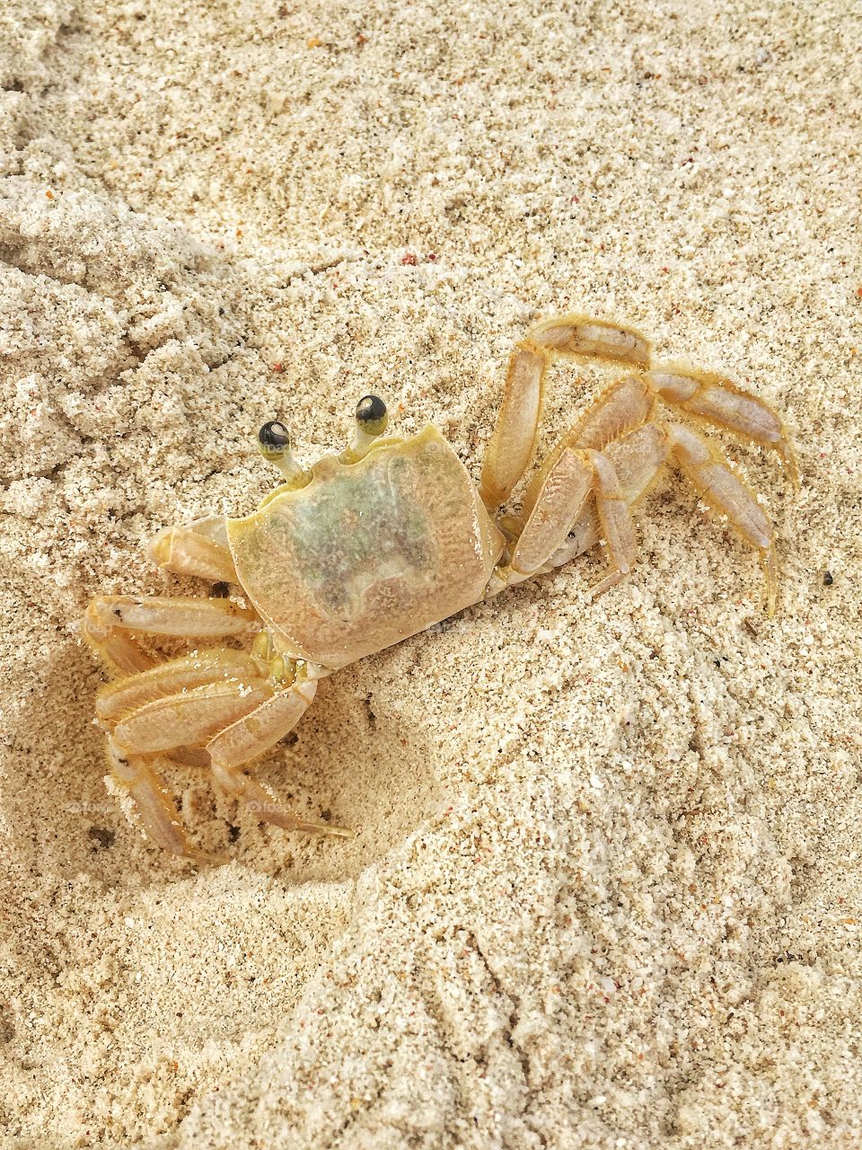 Crab on the beach