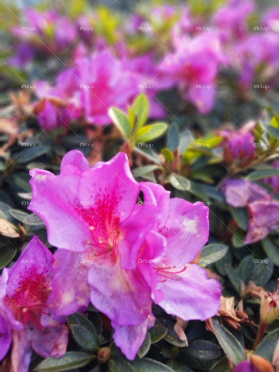 pink azaleas