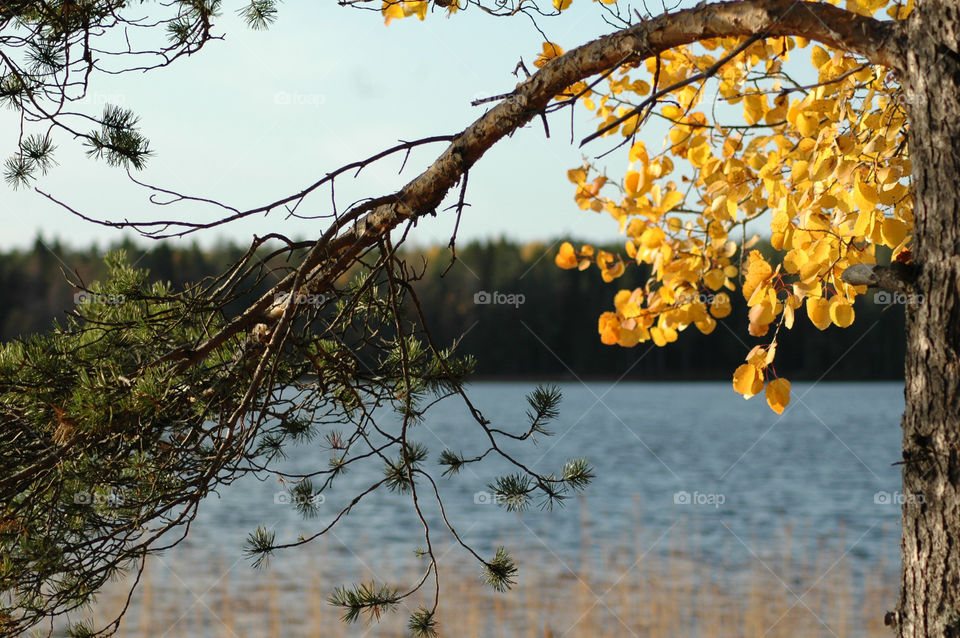 autumn lake water tree