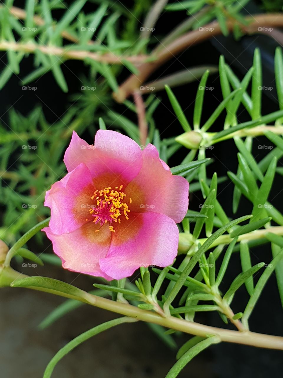 the portulaca grandiflora