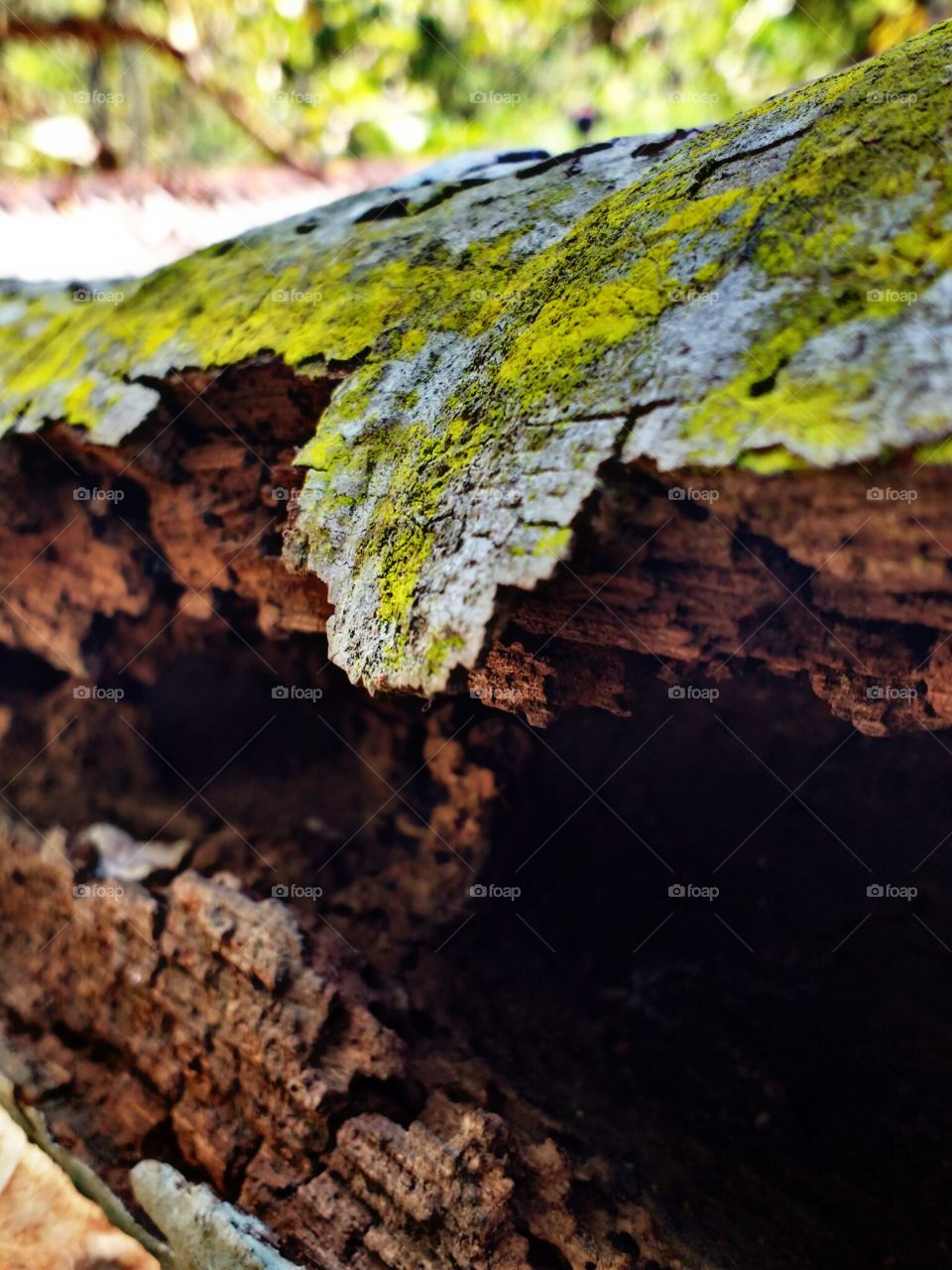 wood decay