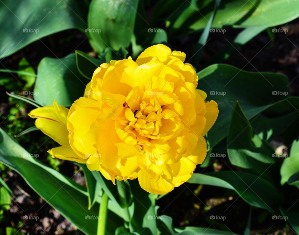 Yellow flower on garden 