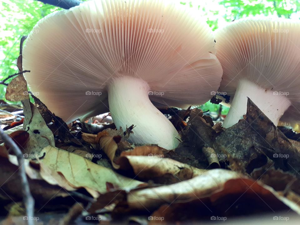 Rassula cyanoxantha - zelena krasnica