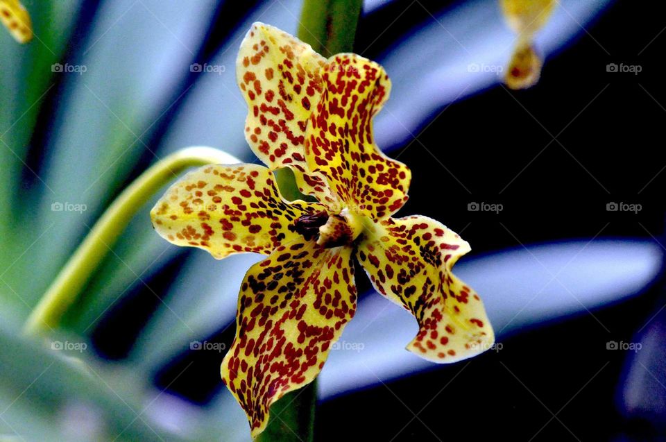 --Orchid....