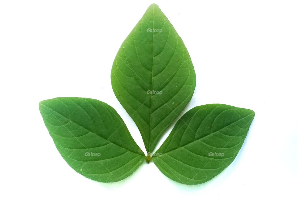 Fresh green leaf photo with interesting patterns,textures and shapes with a white background