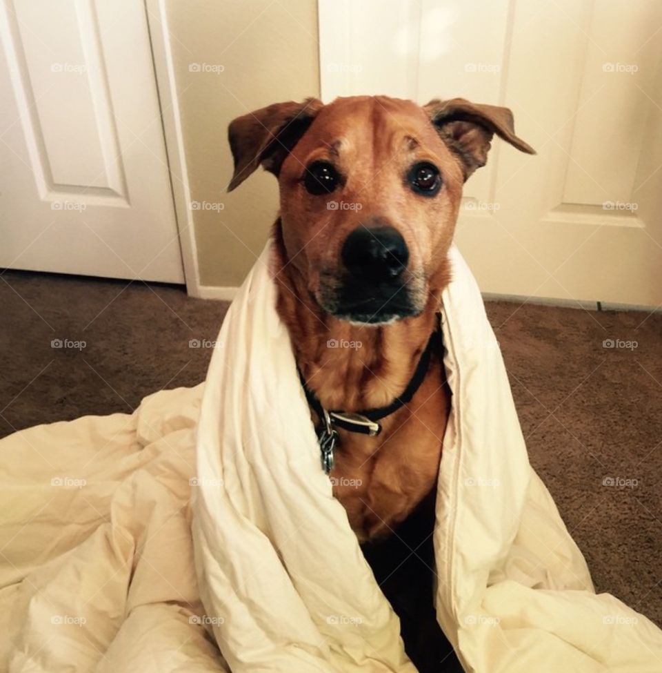 Riley in a blanket . She loves her comforter
