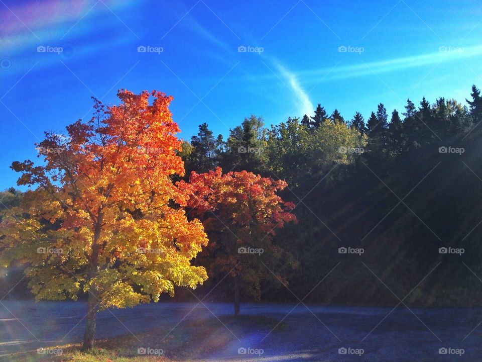 fall