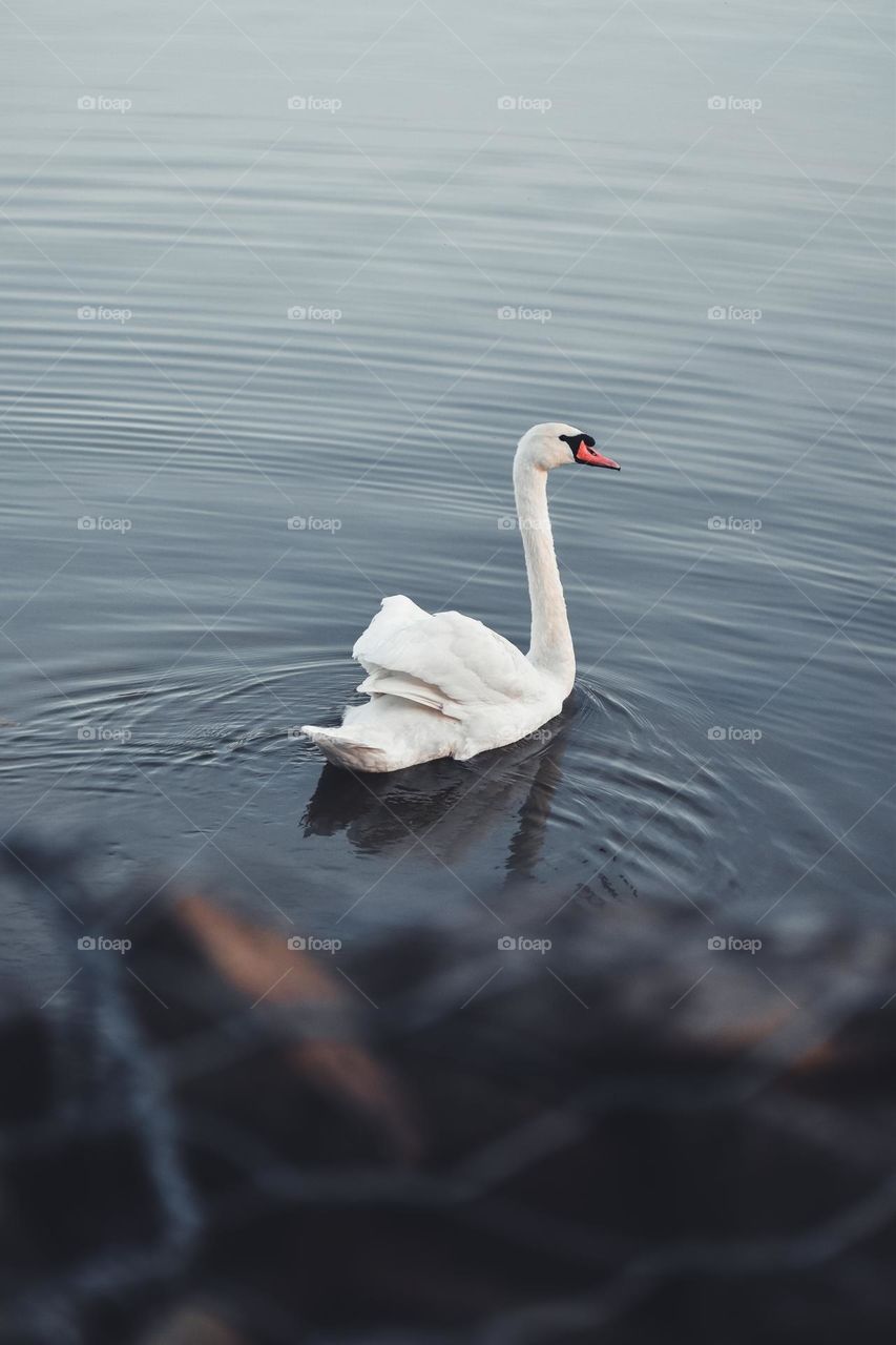 A swan