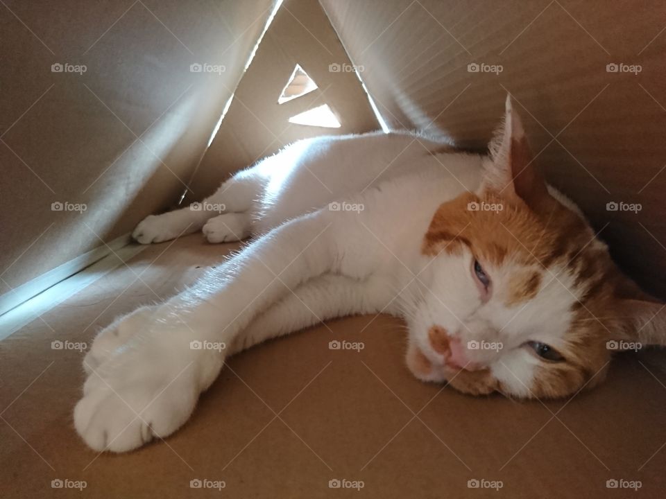 Adult domestic cat sleep on his house